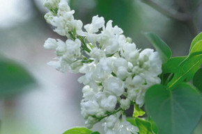 Common White Lilac Shrub