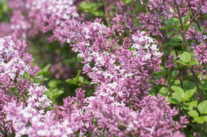 Dwarf Korean (Lavender) Lilac Shrub