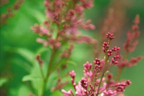 James MacFarlane Lilac Shrub