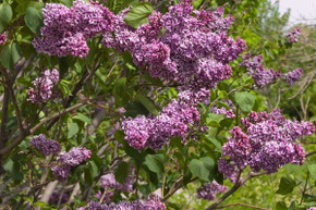 Sensation (Purple with White Edge) Lilac Shrub