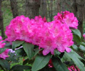 Holden Rhododendron Holden Rhododendron