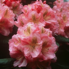 Scintillation Rhododendron