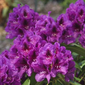 Tapestry Rhododendron Tapestry Rhododendron
