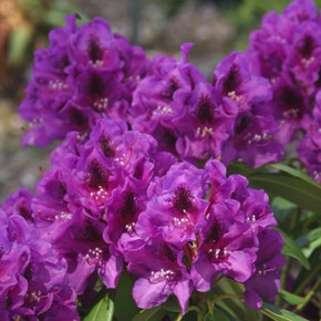 Tapestry Rhododendron