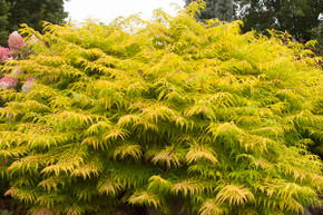 Tiger Eyes Sumac Shrub