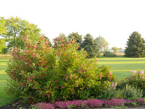 photos courtesy of Proven Winners ColorChoice Shrubs