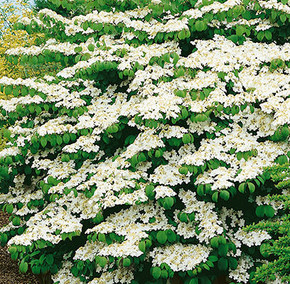 Doublefile Shasta Viburnum