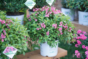 photos courtesy of Proven Winners ColorChoice Shrubs