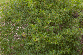Jim Dandy Winterberry Jim Dandy Winterberry