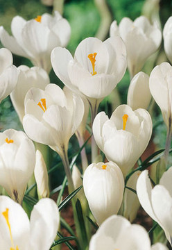 Crocus Bulb, Jeanne d'Arc 