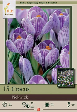 Crocus Pickwick Crocus Pickwick