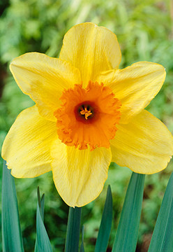 Narcissus Fortissimo Narcissus (Large Cup) Narcissus Fortissimo Narcissus (Large Cup)