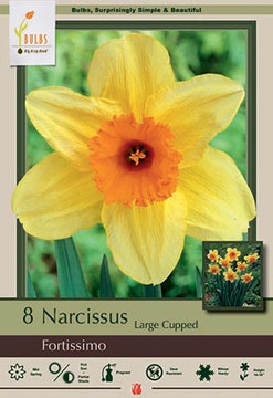 Narcissus Fortissimo Narcissus (Large Cup) Narcissus Fortissimo Narcissus (Large Cup)