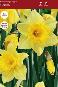 Narcissus Carlton (Large Cup) Narcissus Carlton (Large Cup)
