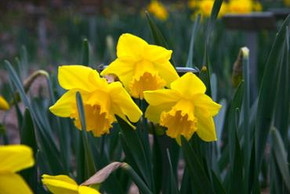 Narcissus Bulb, Carlton (Large Cup) Narcissus Bulb, Carlton (Large Cup)
