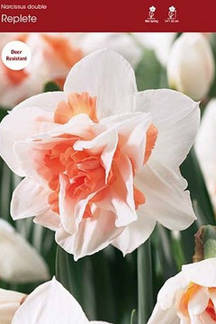 Narcissus Bulb, Replete Double 