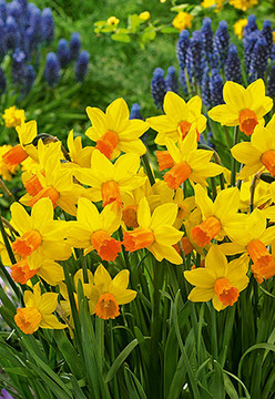 Narcissus Bulb, Jetfire Narcissus Bulb, Jetfire