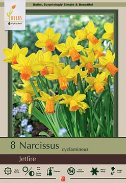 Narcissus Bulb, Jetfire Narcissus Bulb, Jetfire