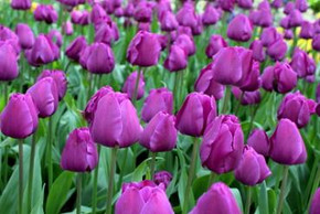 Tulip Negrita Tulip Negrita