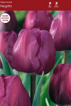 Tulip Negrita Tulip Negrita