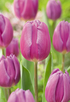Tulip Bulb, Purple Flag 