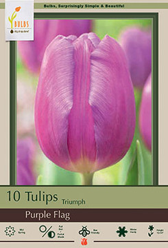 Tulip Bulb, Purple Flag 
