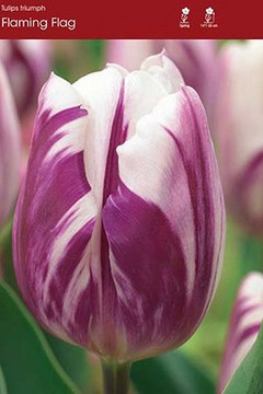 Tulip Bulb, Flaming Flag Tulip Bulb, Flaming Flag