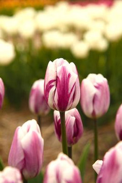 Tulip Bulb, Flaming Flag Tulip Bulb, Flaming Flag