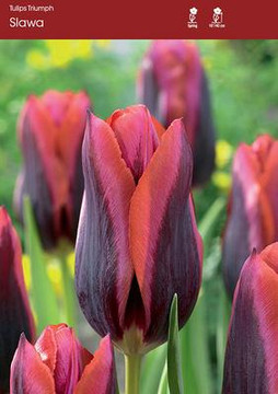  Tulip Bulb, Slawa