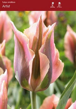 Tulip Bulb, Artist Tulip Bulb, Artist