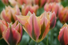 Tulip Bulb, Artist Tulip Bulb, Artist