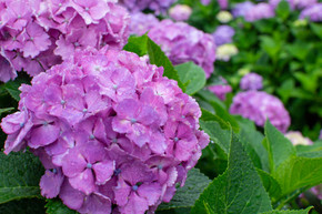 Feb. 7 at 11:15: Hydrangeas – Myths and Facts 