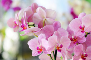 Feb. 7 at 10:00: Orchids, Hold the Ice Please