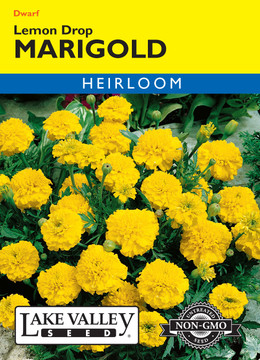 Marigold Lemon Drop