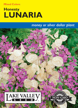 Lunaria Honesty