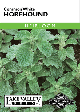 Horehound Common White