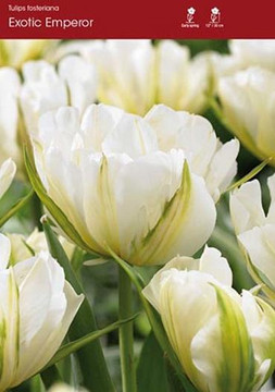 Tulip Bulb, Exotic Emperor Tulip Bulb, Exotic Emperor