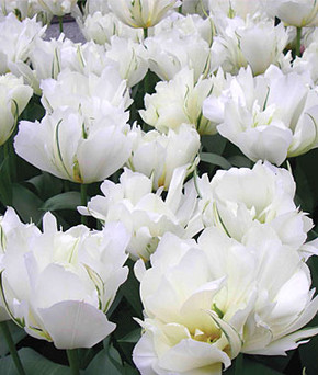 Tulip Bulb, Exotic Emperor Tulip Bulb, Exotic Emperor