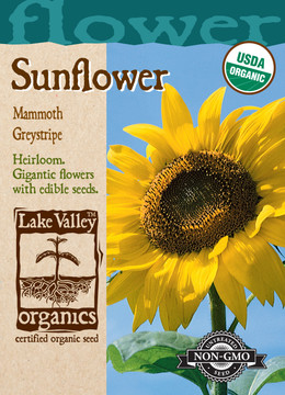 Sunflower Mammoth Greystripe Organic