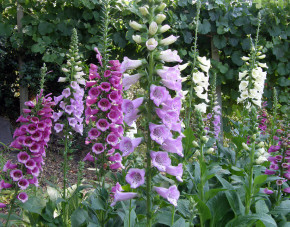 Foxglove, Carousel Mix