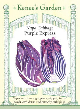 Cabbage Purple Express Napa