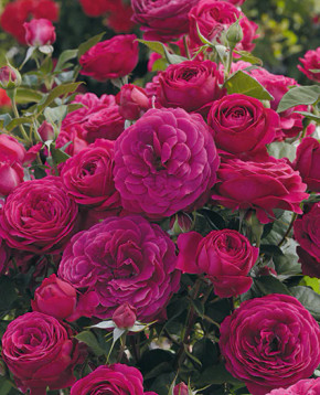 Celestial Night® Rose