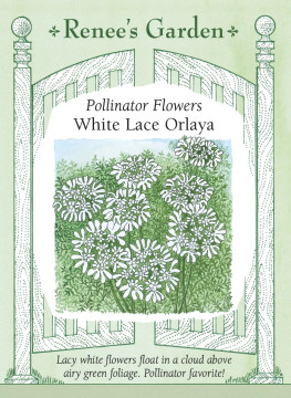 Orlaya White Lace Grandiflora Orlaya White Lace Grandiflora