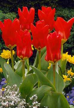 Red Emperor Tulip