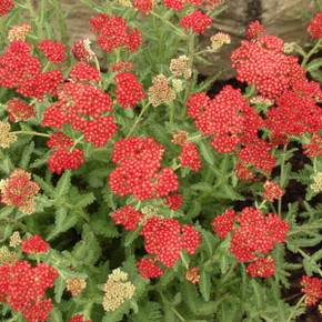 Achillea Sassy Summer Sangria Achillea Sassy Summer Sangria