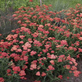 Achillea Sassy Summer Sangria Achillea Sassy Summer Sangria