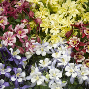 Columbine Kirigami Mix (Aquilegia) Columbine Kirigami Mix (Aquilegia)