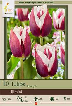 Tulip Bulb, Rimini 