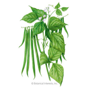Ferrari Bush Bean Seeds Ferrari Bush Bean Seeds