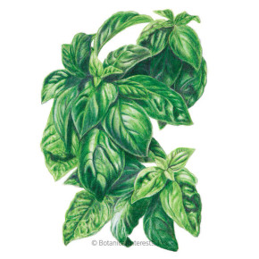 Basil Seeds, Italian Genovese, Organic Basil Seeds, Italian Genovese, Organic